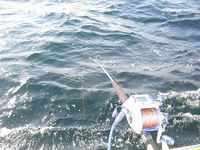 その123＜2007.4.27／相模湾／島きち丸＞