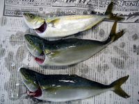 その134＜2007.8.1／平塚海岸／弓角＞