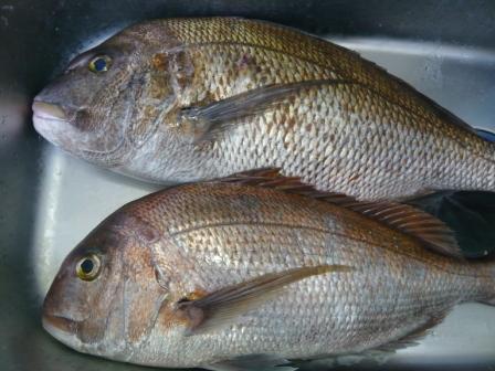 メタボ釣り師の鹿児島釣り日記 夜炊き鯛ラバ楽しいね