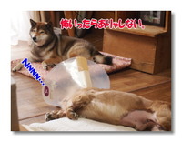 多夢太郎の術後経過　【通院と自宅療養】 2013/04/20 22:23:27