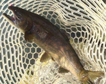 釣り場やルアー等の情報はどこから？