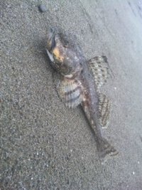 海アメ釣り日記 2011/06/18 21:39:02