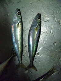 子サバ釣り 2011/11/14 00:04:48