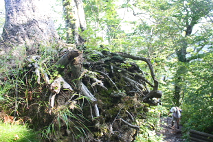 大山登山レポ( １)