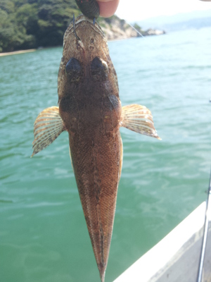 敦賀湾で手漕ぎボートで五目釣り(●・ω・●)