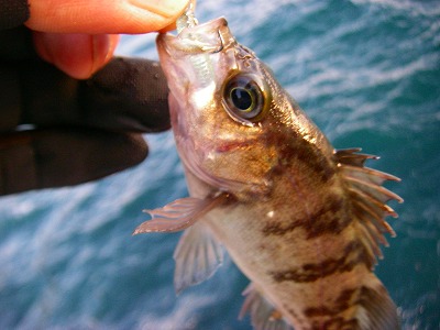 デイメバで新釣法？・・・