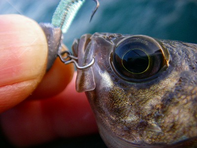 デイメバで新釣法？・・・