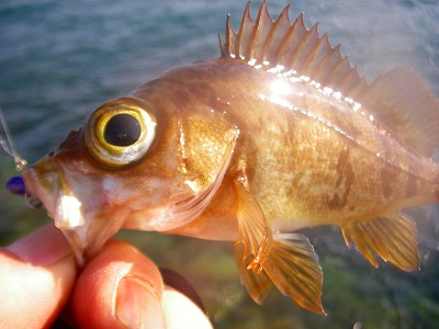 デイメバで新釣法？・・・