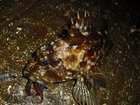 そして私は魚に癒される・・・！