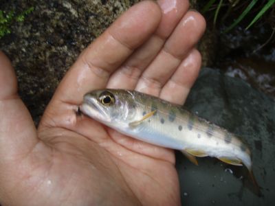 出たのか！？通算40匹目