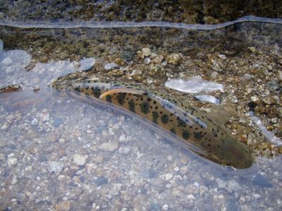 出たのか！？通算40匹目