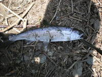 ダム巡り。。。 2010/05/18 12:23:54