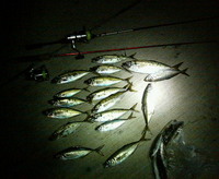ついに!!尺?! 2008/04/05 21:51:26