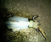 松山帰省～前編～釣り!! 2008/02/14 22:18:13
