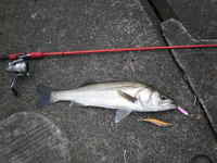 絶好調♪ 2009/05/14 01:35:06