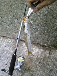 また行ってしまいました・・・カマ騒ぎ 2008/12/04 22:04:00