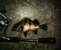 夏告魚　>^)))< ～～ 2008/07/16 00:37:30
