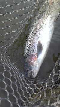 久々の。。。管釣りです(^^) 2011/07/27 22:56:45