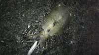 初コラボ(^0^)/ 2009/09/23 23:49:22