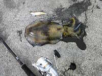 メバパラ開幕?! 2008/12/13 11:36:15