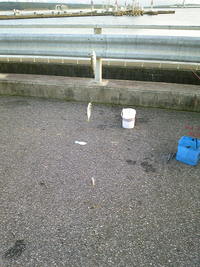 やっぱり美味い!! 2009/08/09 20:00:00
