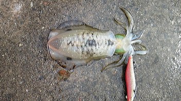 本領発揮(^^)9