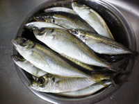 意外な結果。。。 2009/11/10 18:28:33