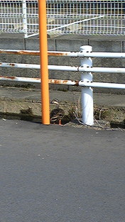 イカ調査♪