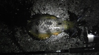 ご無沙汰です(^^;; 2009/10/18 01:03:52