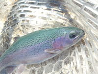 久々の。。。管釣! 2012/12/07 21:00:17