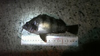 仕事終りで行ってきました～!! 2009/02/15 21:38:07