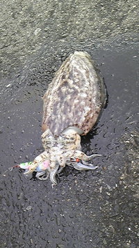 こんな近くにいたのね。。。。（＠＾＾）ゞ 2009/02/01 23:00:00