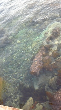 イカ調査♪ 2009/05/02 21:38:33
