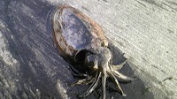久々の・・・ 2009/02/05 23:35:25