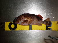 アラカブ　21cm　PON 2010/06/04 23:21:43