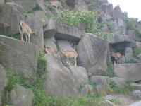 動物いっぱいヘ（＞ロ＜）ノ 2008/07/21 23:34:22