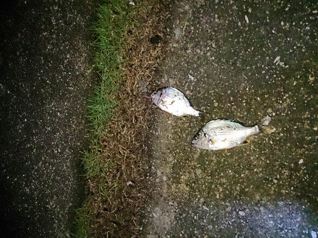 うなぎagain