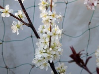 暖地桜桃満開に