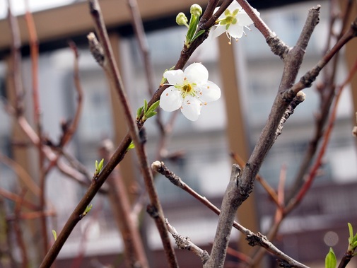 バイオチェリー開花