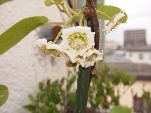 キウイ雌花が開花