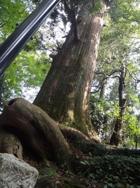 高尾山