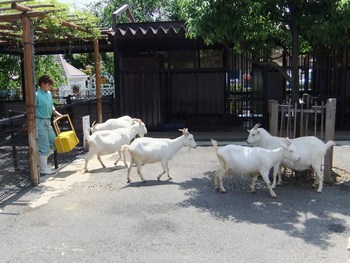 都電荒川線に乗って、平日のあらかわ遊園に行ってみた