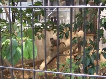 都電荒川線に乗って、平日のあらかわ遊園に行ってみた