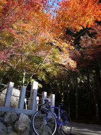 紅葉ツアー