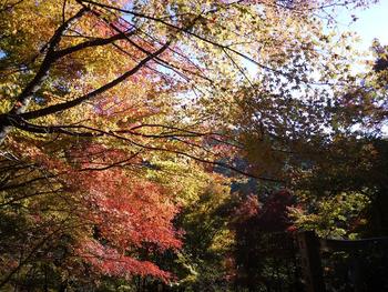 紅葉ツアー