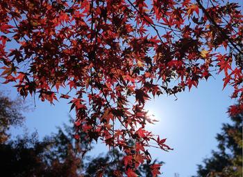 紅葉ツアー