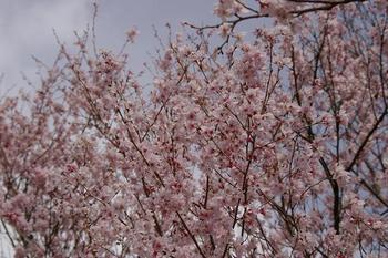 桜・・・