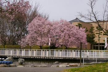 桜・・・