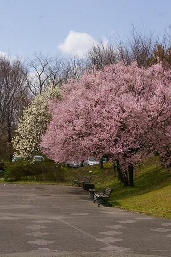 桜・・・