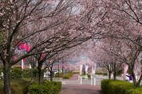 桜・・・ 2010/03/22 23:11:31